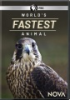 World_s_fastest_animal