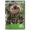 A_sloth_named_Velcro