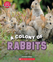 A_colony_of_rabbits
