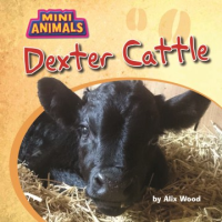 Dexter_cattle