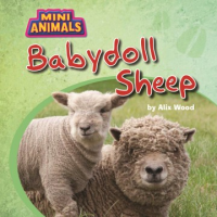 Babydoll_sheep