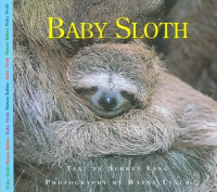 Baby_sloth