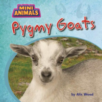 Pygmy_goats